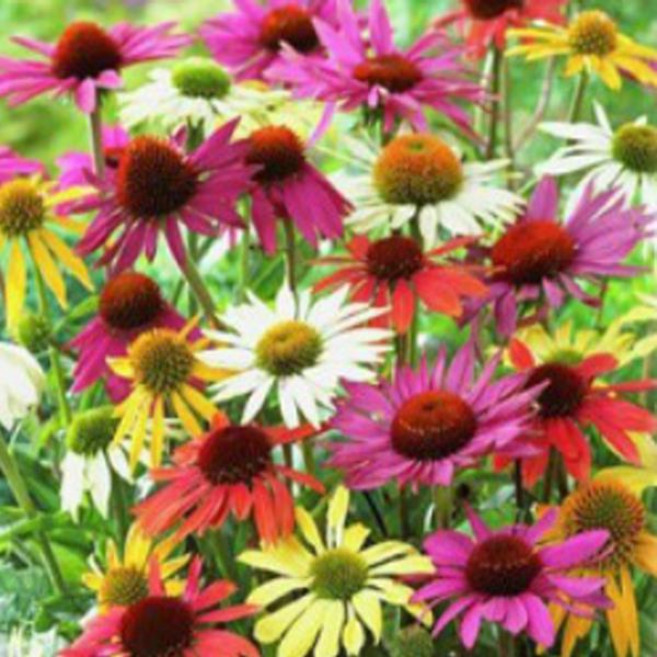 모종/ 에키네시아(대형종)-샤이엔스피릿혼합 : 15cm분 Q085, 1개