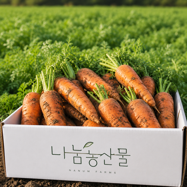 제주 구좌 흙당근 3kg 산지직송 주스용 요리용 국내산 당근, 1개, 중10kg