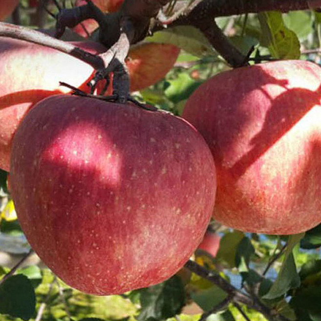 아삭달콤 25년산 문경 부사 햇사과 당도선별 가정용/선물용 5kg, 1개, 15~16과 중대과 선물용