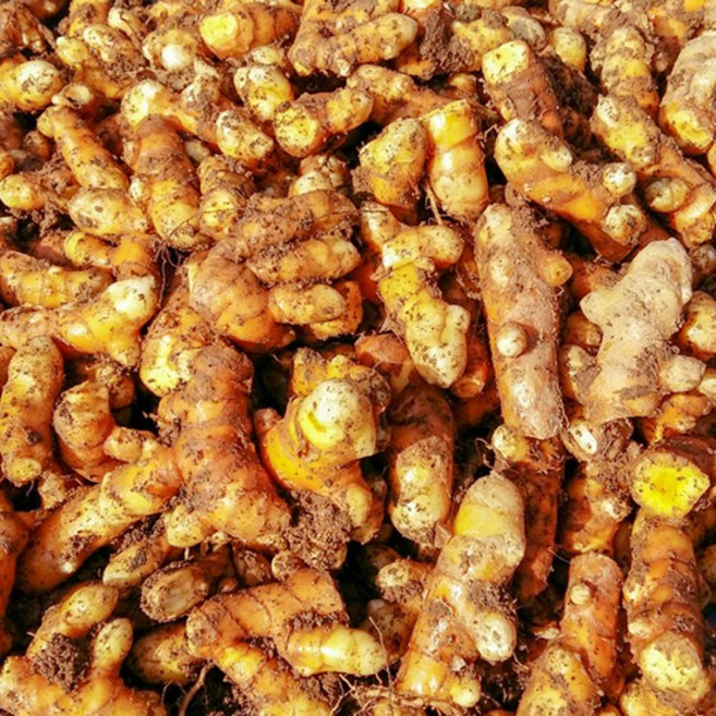 흙 생울금 3kg, 1개, 없음