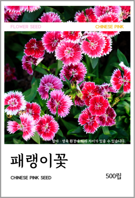 패랭이꽃 씨앗 500립, 1개
