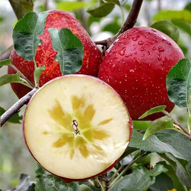 [핵가성비]긴급임박 주문폭주 밭직송 신선집중 못난이사과, 1박스, 5kg