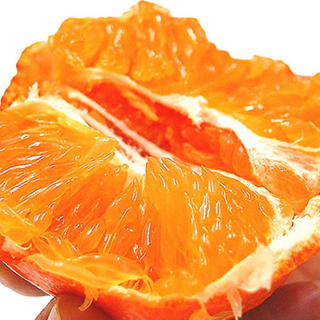 2주한정재배 희귀품종 달콤상큼 꿀당도 수라향, 1개, 10kg