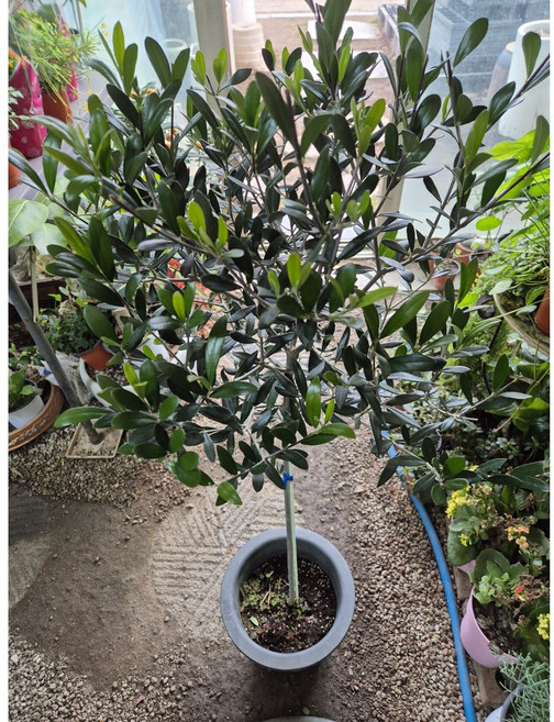 [성심꽃농원] 올리브_열매품종_110-120cm, 1개