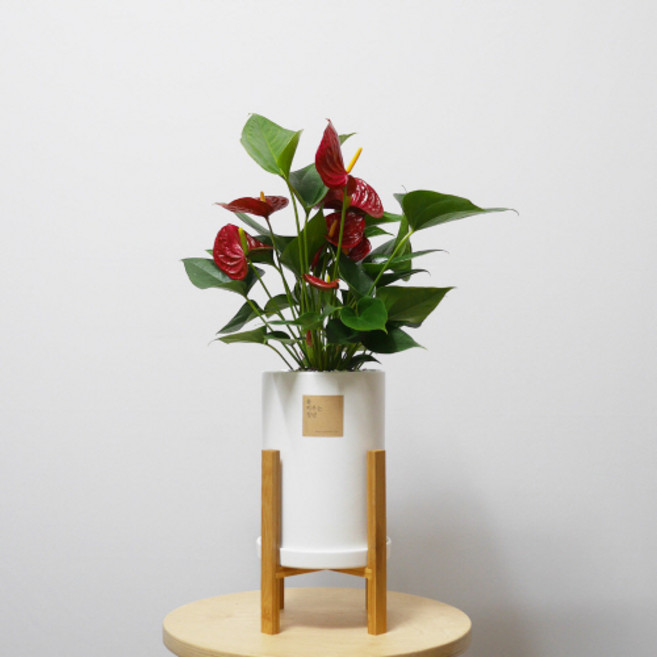 꽃피우는청년 중형 실내공기정화식물(원형 화이트 화분 + 우드스탠드), 안스리움, 1개