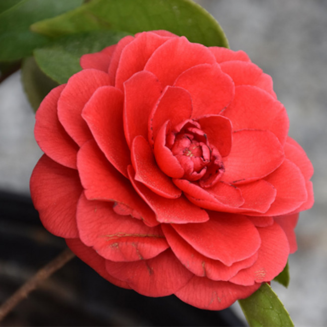 동백나무 묘목 6-7년생 개화주 대품 (화분묘) 토종동백 동백꽃 관엽, 1개, 7년생