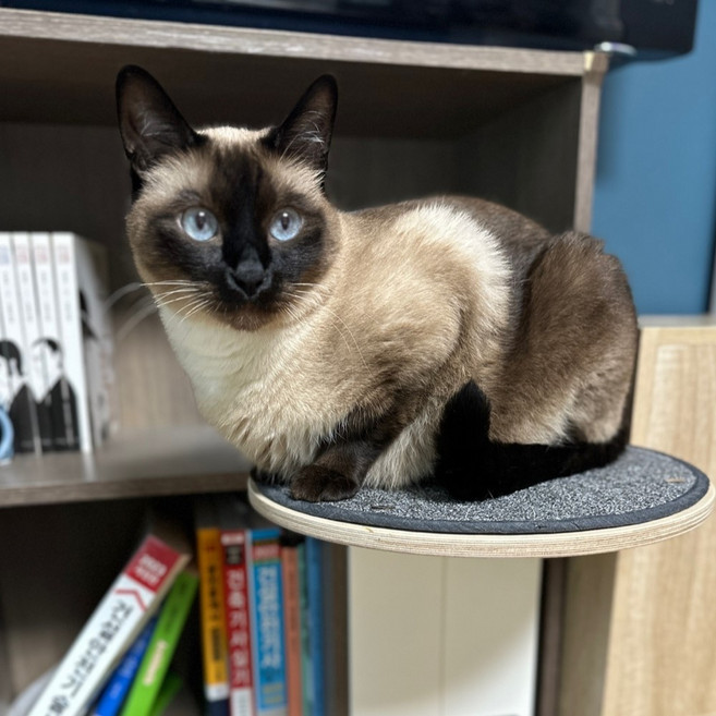 고양이 선반 캣선반 책장 책상 캣타워 캣워커, 1개, 스텝(중)