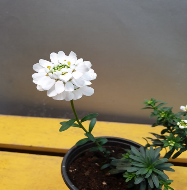 에덴농원 이메리스(한목대) 하얀눈꽃처럼피는 아이에요, 1개