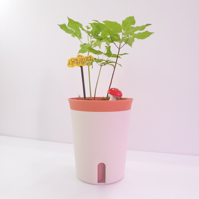 자동급수화분 새싹인삼 키우기 화분 키트 세트 원예체험 교육용 학교 유치원 텃밭