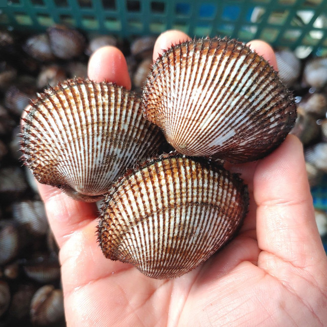 남해안 활 피조개 피꼬막 왕 꼬막, 1개, 8kg