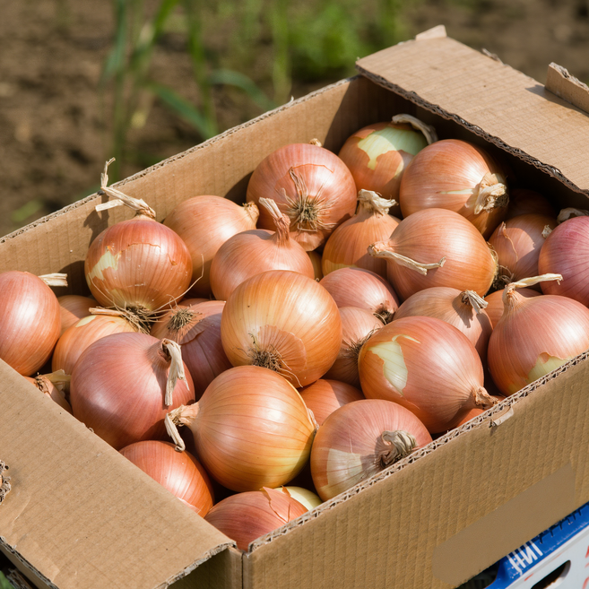 국내산 양파 신선한 햇양파 가정용 요리용 대용량 국산양파, 1개, 3kg (대)