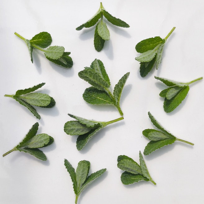 작은민트잎 식용허브 애플민트 20g, 1개
