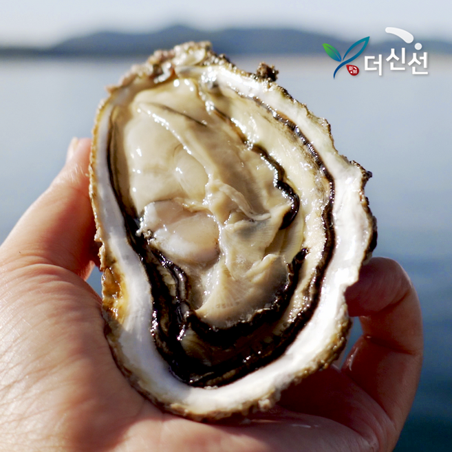 [더신선] 통영 제철 프리미엄 활 석화 3kg /구이용 찜용 각굴 통굴, 1개