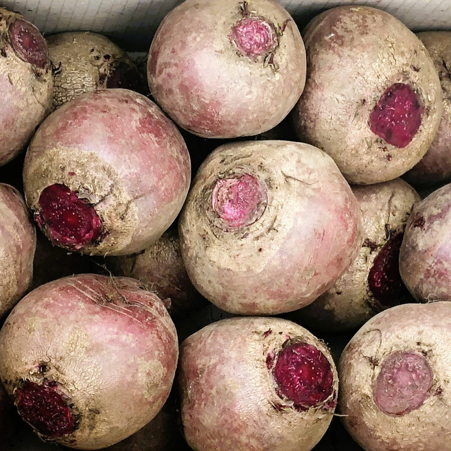 [3대째 레드비트] 제주 국내산 비트, 1세트, 비트 1번