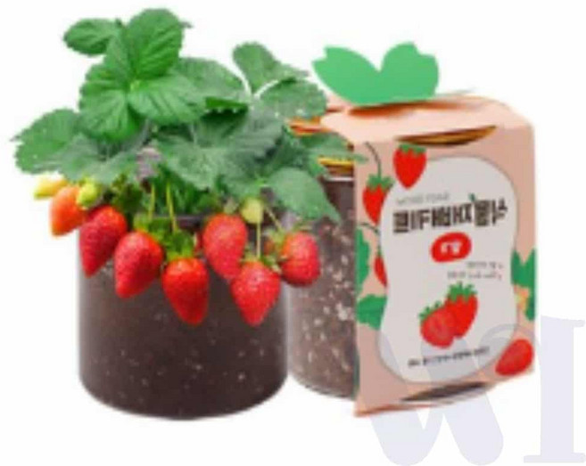 위아리턴 식물 재배 키트, 05재배키트-루꼴라