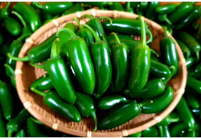 (가락시장까망콩)피클 장아찌용 할라피뇨 퍼팩트 아삭이고추 500g, 1개