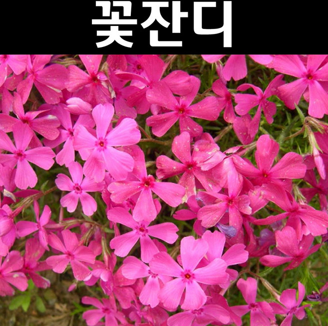 꽃잔디(홍설/진분홍) 다년생 포트묘 10개/야생화