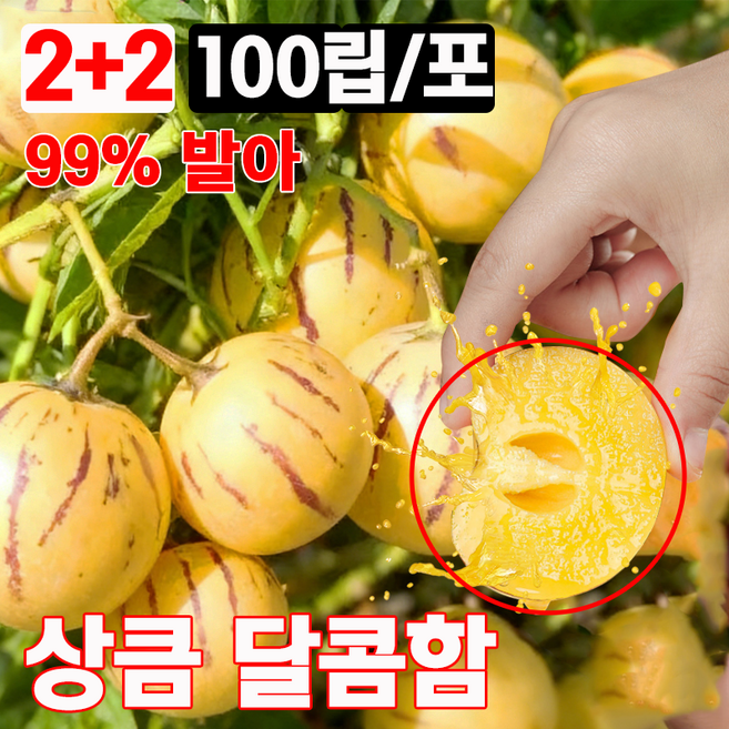 [1+1] 100립/포 페피노 멜론 씨앗 황금 크림향 수분 많은 선물 랜덤 증정, 4개
