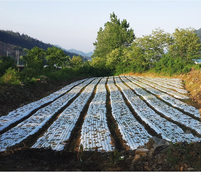 더덕씨비닐 더덕씨앗 재배 농사, 1개