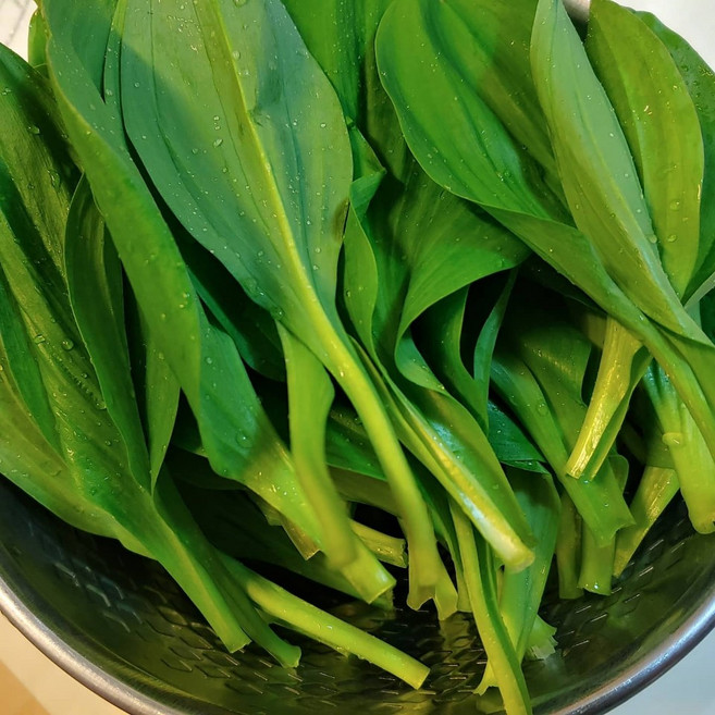 국산 유기농 무농약 생명이나물 생 명이잎, 3kg, 1박스