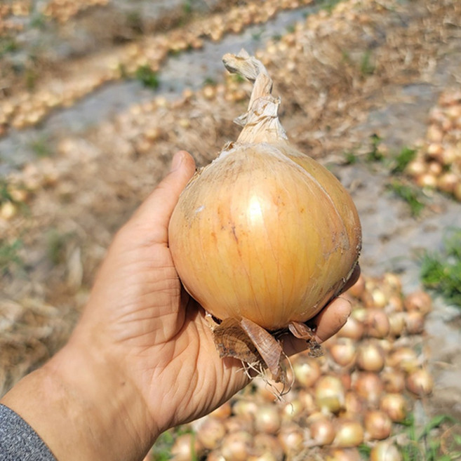 전남 무안 26년 햇양파 황토밭 양파 국내산 신선양파 산지직송, 1박스, 일반 중대혼합 3kg