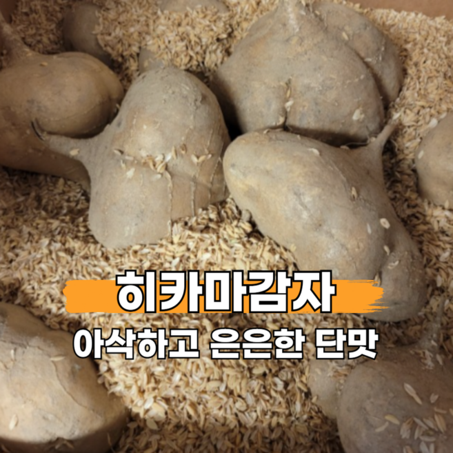 국내산 히카마감자 멕시코감자 햇감자 홍감자 적감자 얌빈 슈퍼푸드, 1개, 3kg