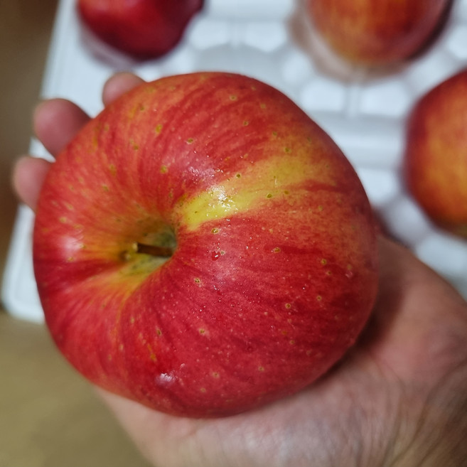 정품 감홍사과 고당도 특대과(11~12과), 1개, 정품 5kg 특대과(11~12과)