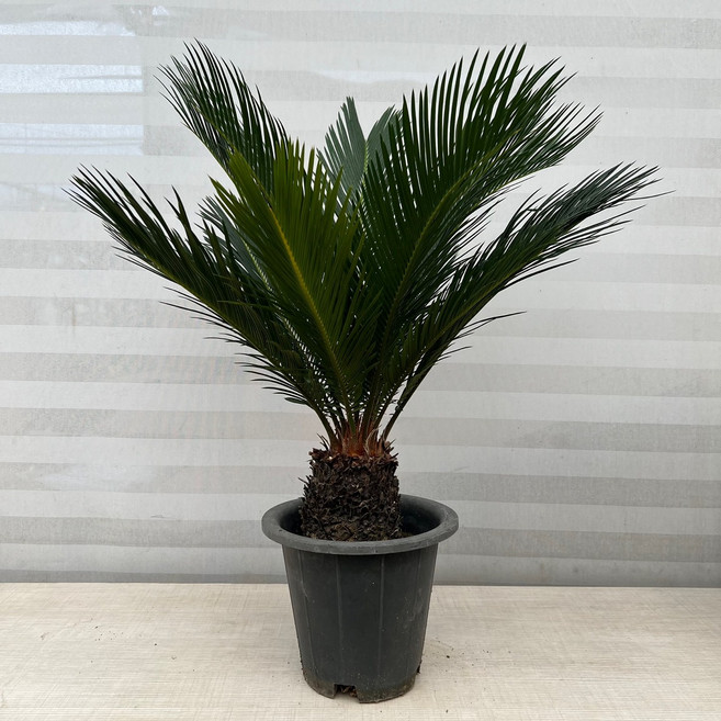 [다은꽃농원]상태 최상 소철 중품 이국적 분위기 공기정화 효과 반려식물 카페 인테리어, 1개