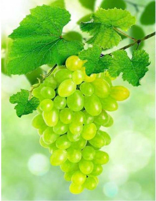 지산 보석십자수 캔버스형 50 x 40 cm DIY 세 트, 청포도, 1세트