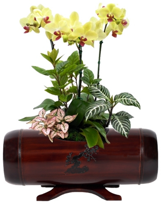 서양란 선물 BEST 1위 : 대나무옻칠화분 고급호접란 h-0110 (수도권배송 택배배송) 사진전송 승진 진급 영전 취임 인사이동 개업화분 인테리어, 1개