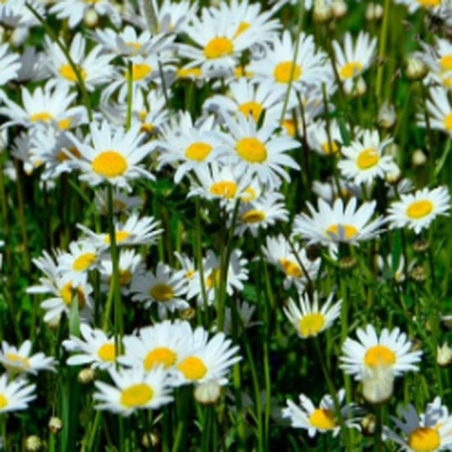 로만 캐모마일 카모마일 9cm포트-여섯개셋트 (전국노지월동) DN110