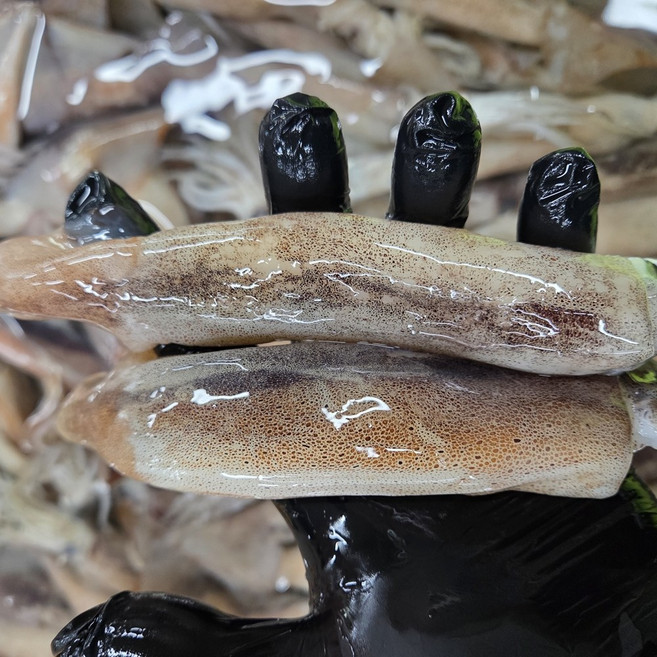 국산 동해안 통찜용 오징어 급냉 오징어 통찜, 1개, 통찜용 오징어 500g