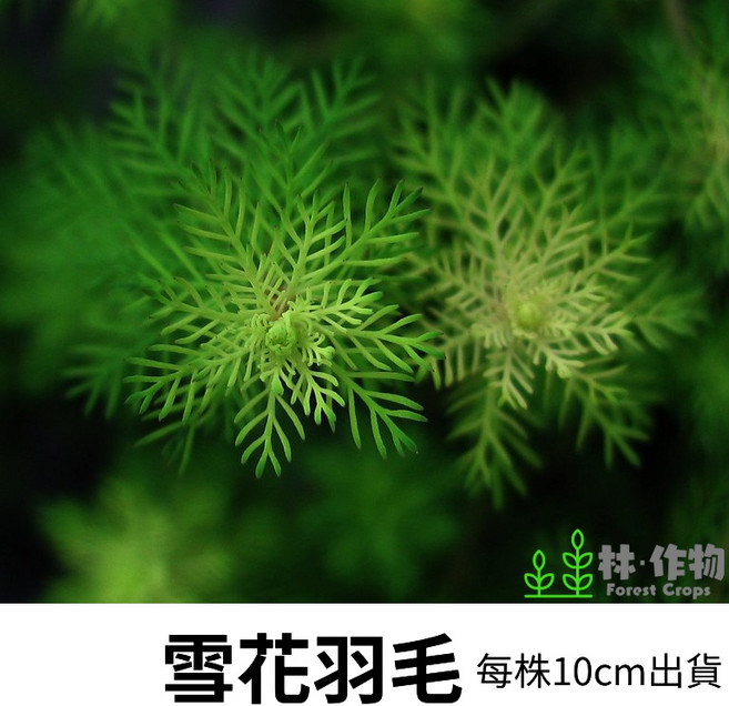 林·作物 Forest Crops 雪花羽毛水草 (綠雪花) 水中葉陰性草 無須CO2 新手級中後景綠色水草 每株10cm出貨, 每份1株