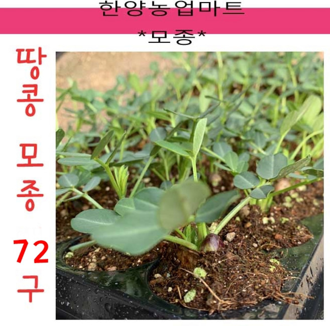 모종-국산 땅콩모종 묘종 육묘, 70개, 일반땅콩모종