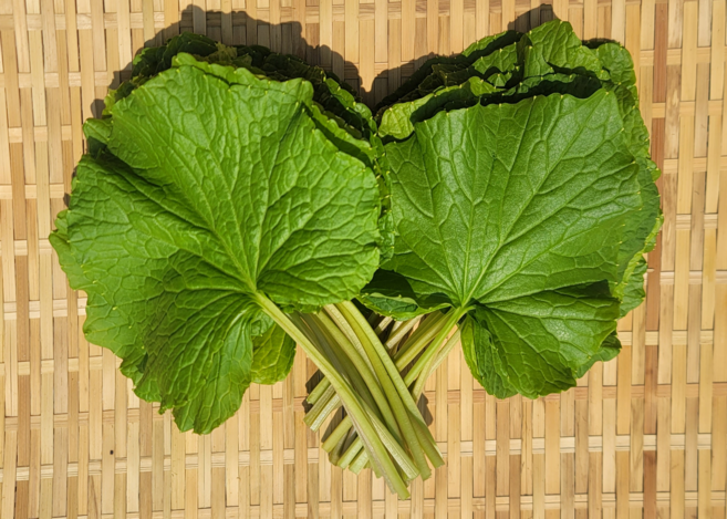 와사비쌈채 와사비잎 고추냉이, 1박스, 1kg