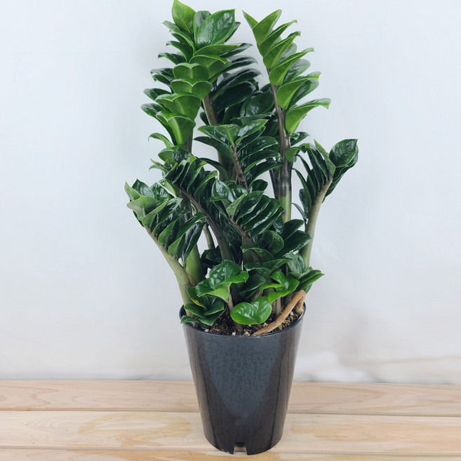 보석금전수중대품 45cm 돈들어오는금전수 곰플라워, 1개, 그린