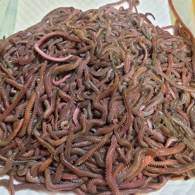 갯지렁이 청갯지렁이 청개비 60g 100g 250g 500g 1kg 순수 지렁이무게, 1개