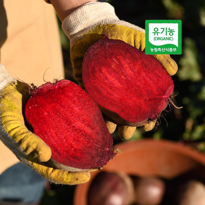 [출하기념-선착순100명 한정특가!] 제주 햇 레드비트 유기농 생 비트 비트무, 1개, 비트5kg