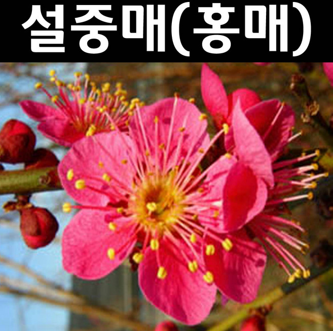 설중매/홍매화(홍설매) 나무 묘목 접목1년 뿌리묘1개/정원수 조경수