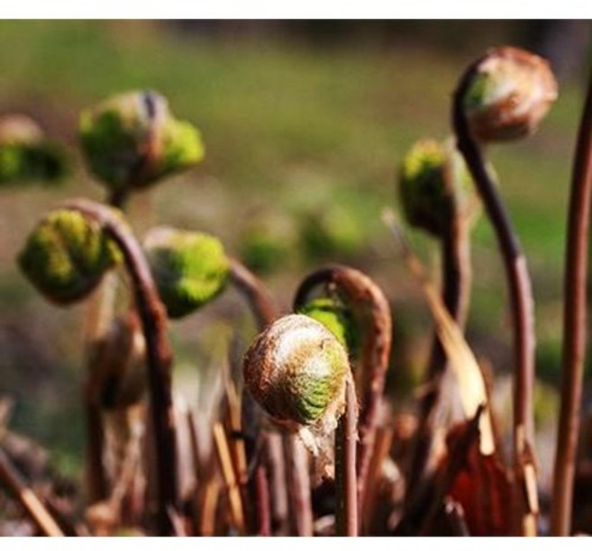 강원도 건고비 100g, 1개