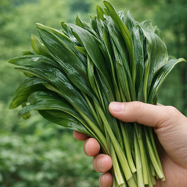 강원도 생 명이나물 대명이 산마늘 울릉도종, 3kg, 1박스