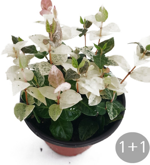 트리앤 마삭줄 공기정화식물, 01. 1+1 오색 마삭줄(모종) 1개