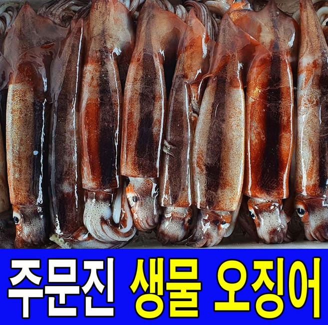 국내산 주문진 비손질 통찜용 생물 오징어 큰사이즈 5마리 1kg내외, 1세트, 1kg