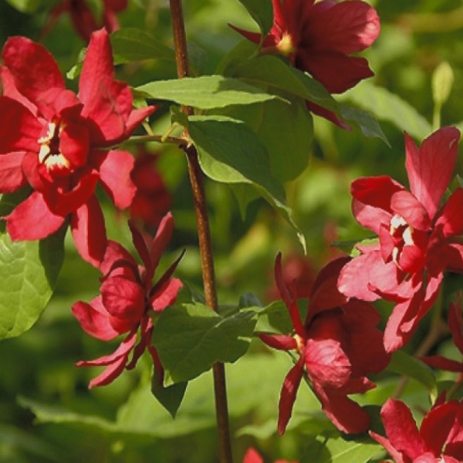 자주받침꽃나무 묘목 하트레이지와인 15cm포트