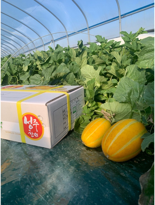 성주 유기농참외 비품 가정용참외, 1박스, 5kg