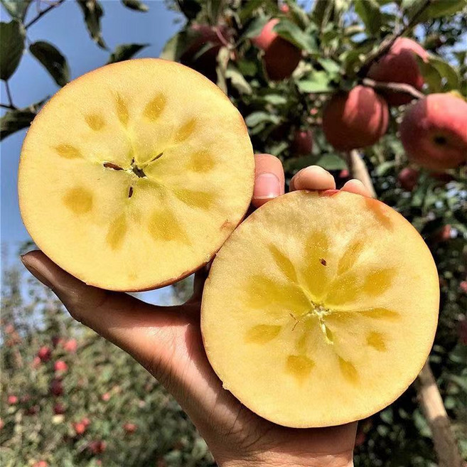 [반값할인] 딱5일만 황금당도 경북꿀부사 꿀사과, 1박스, 5kg