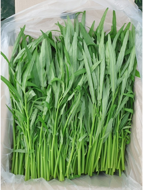 공심채 /생 공심채/모닝글로리/공심채 당일발송합니다, 10kg, 1개