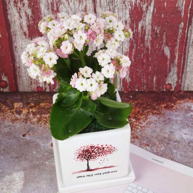 화분이야기 손하트 커플 맞춤메세지 화분 연인 기념일 생일 선물 추천 작은 화분, 기본형, 3. 하트나무, 칼랑코에