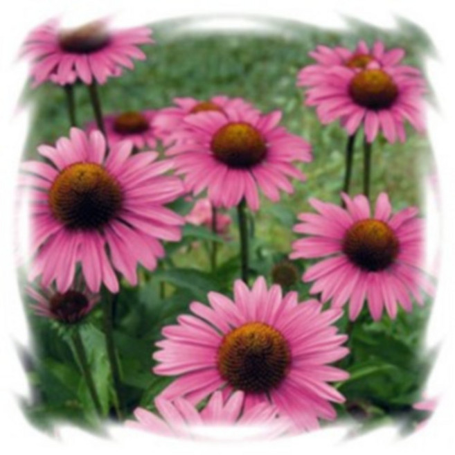 어린모종 에키나세아 8cm분