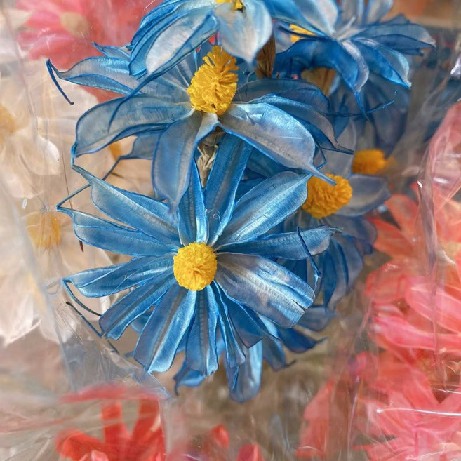 無名精選 乾燥小雛菊 拍照佈置道具, 藍/小雛菊/10支